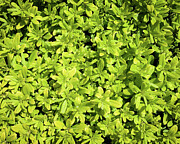 Foliage Photograph by Anorel