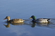 Follow the Leader Photograph by Loyd Towe Photography Follow the Leader Photograph by Loyd Towe Photography