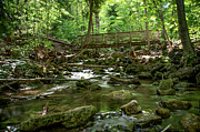 Footbridge Over a River in a Forest Photograph by John Twynam Footbridge Over a River in a Forest Photograph by John Twynam