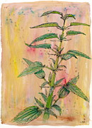 Forage. Stinging Nettle Drawing by Tammy Nara