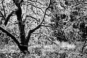 FOrest and the trees BW Photograph by Cathy Anderson