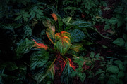 Forest Colors Photograph by Bill Posner