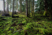 Forest Floor Photograph by Bill Posner