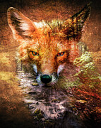 Forest Fox Double Exposure Photograph by Dan Sproul Forest Fox Double Exposure Photograph by Dan Sproul
