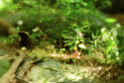 Forest Magic Photograph by Liz Albro