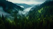 Forest of the Pacific Digital Art by Sven Andersen