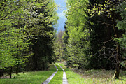 Forest Path in Spring - Schoenbuch Nature Park Germany Photograph by Matthias Hauser Forest Path in Spring - Schoenbuch Nature Park Germany Photograph by Matthias Hauser