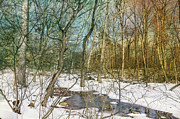 Forest Puddle Photograph by Cate Franklyn