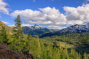 Forest With Snowy Mountains Photograph by David Fountain