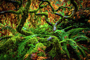 Forever Green Photograph by Edgars Erglis