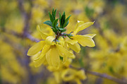 Forsythia Blossoms Photograph by Jill Love
