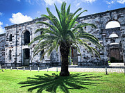 Fortified Palm Tree Photograph by Jim Feldman Fortified Palm Tree Photograph by Jim Feldman