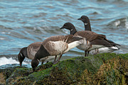 Four Brants Feeding Photograph by Kristia Adams