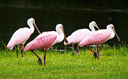 Four Roseate spoonbills Photograph by L Bosco
