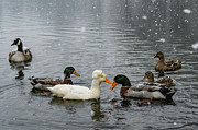 Fowl Wedding Photograph by Melissa Southern