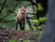 Fox in the woods Photograph by Rudy Viereckl Fox in the woods Photograph by Rudy Viereckl