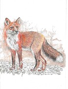 Fox Drawing by Kenneth Stock