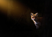 Fox low light Photograph by Rudy Viereckl Fox low light Photograph by Rudy Viereckl