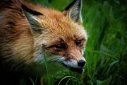 Fox Photograph by Robert Grac