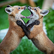 Fox sparing Photograph by Rudy Viereckl