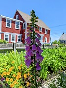 Foxglove and a Red House Painting by Annalisa Rivera-Franz