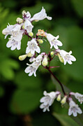 Foxglove Beardtongue Photograph by Linda Triplett Foxglove Beardtongue Photograph by Linda Triplett