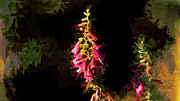 Foxglove morning Photograph by Bill Posner
