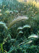 Foxtails Photograph by Leslie Brashear