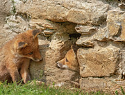 Foxy Come Play  Photograph by Chris Scroggins