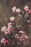 Fragile Flowers Photograph by Carrie Ann Grippo-Pike