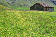 France - wild flowers in Vanoise Photograph by Olivier Parent France - wild flowers in Vanoise Photograph by Olivier Parent