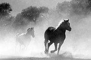 Free Runners Photograph by The Yellowstone Collection