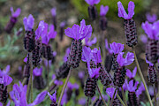 French Lavender Photograph by E Faithe Lester