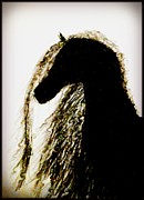 Fresian Shadow Drawing by Anna Adams Fresian Shadow Drawing by Anna Adams