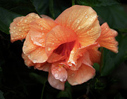 Frills Photograph by M Kathleen Warren