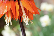 Fritillaria in Spring Photograph by Marilyn Cornwell Fritillaria in Spring Photograph by Marilyn Cornwell