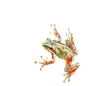 Frog Photograph by Lorraine Devon Wilke
