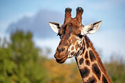 Front on view of a Rothschild giraffe, Giraffa camelopardalis camelopardalis, against green foliage and blue sky background. Space for text. Photograph by Jane Rix