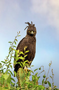 Front view of a long-crested eagle, lophaetus occipitalis, perched in a tree in Queen Elizabeth National Park, Uganda. Soft blue sky background Photograph by Jane Rix Front view of a long-crested eagle, lophaetus occipitalis, perched in a tree in Queen Elizabeth National Park, Uganda. Soft blue sky background Photograph by Jane Rix