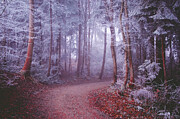 Frost Photograph by Adrian Limani