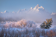 Frosted and Falling Photograph by Darren White
