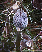 Frosty Covering Photograph by Sue Capuano Frosty Covering Photograph by Sue Capuano