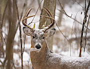 Frosty Ten Photograph by James Overesch
