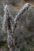 Frozen CactusTwins Photograph by Peyton Vaughn