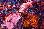 Sprague Lake Abstract, Rocky Mountain National Park Photograph by Tom Potter
