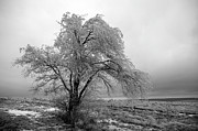 Frozen Tree-Black and White Photograph by Steve Templeton Frozen Tree-Black and White Photograph by Steve Templeton