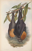 Fruit Bat, Pteropus poliocephalus Drawing by John Gould Fruit Bat, Pteropus poliocephalus Drawing by John Gould