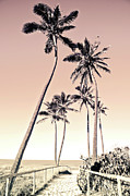 Fuchsia Palms_12 Photograph by Az Jackson