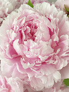 Full Bloom Photograph by Jill Love