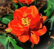 Full Bloom Photograph by Kathi Isserman Full Bloom Photograph by Kathi Isserman